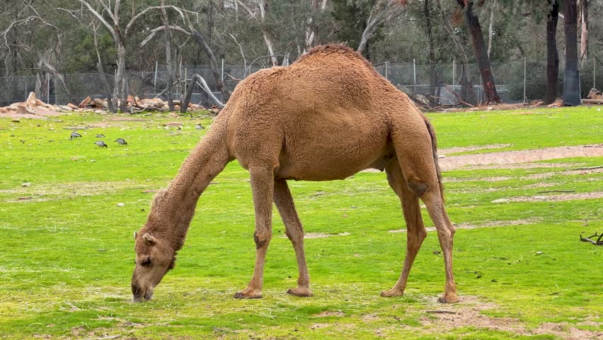 A single-humped camel grazes in a grassy paddock with eucalyptus trees in Dubbo, Australia.