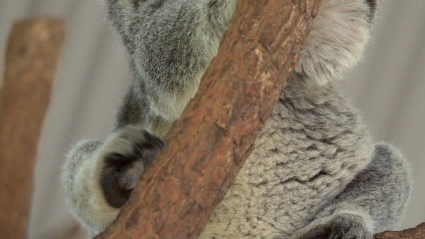 Close-up of a wild koala climbing a tree branch in South West Rocks, Australia.