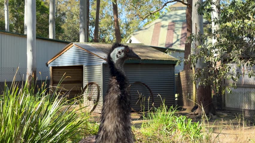 A large flightless emu stands alert near a corrugated metal shed in Sancrox, Australia.