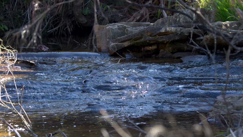 Clear water flows over stones in a shaded forest creek at Wentworth Falls, Australia.