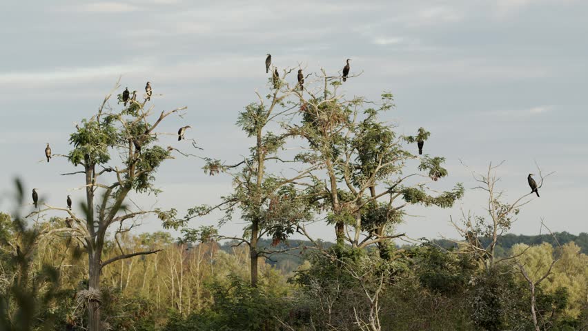 A slow-motion of flock of cormorants, perches on the bare branches of several trees, against a pale sky. Some of them takes off