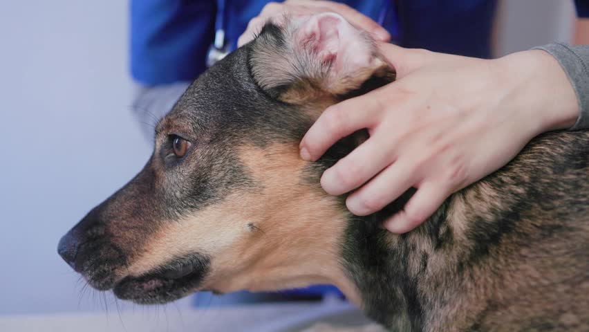 Vet checking dog ears of mixed-breed pet. Close-up of animal examination in veterinary clinic