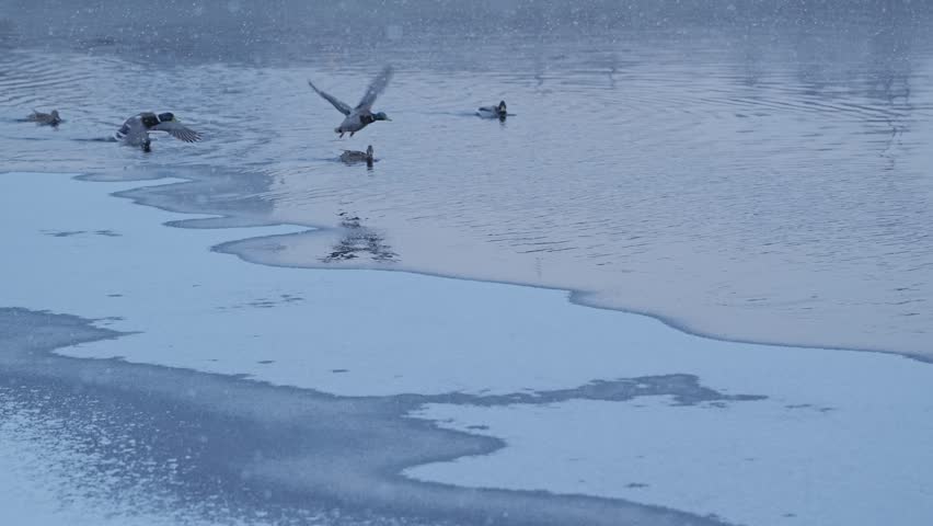 Slow motion captures mallard ducks taking off above icy Daugava, gentle snowfall