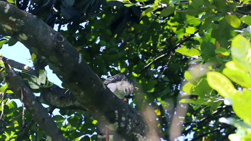 A wild hawk bird of prey looking down while perched on a thick tree branch