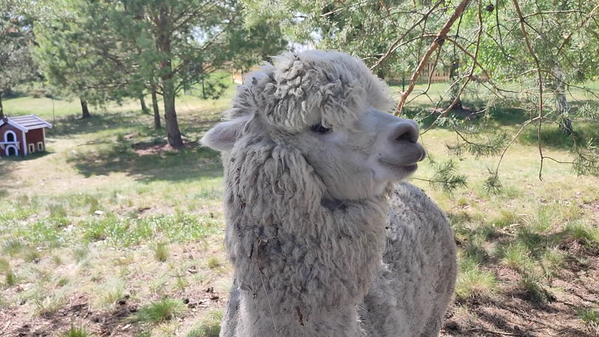 Feeding the alpaca. A person giving food to an alpaca in the palm of his hand. The muzzle of an alpaca