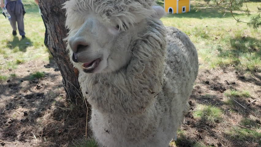 Feeding the alpaca. A person giving food to an alpaca in the palm of his hand. The muzzle of an alpaca