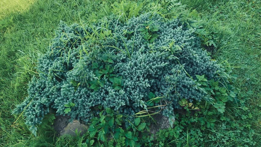 juniper, creeping juniper, weeds, unkempt garden, grass