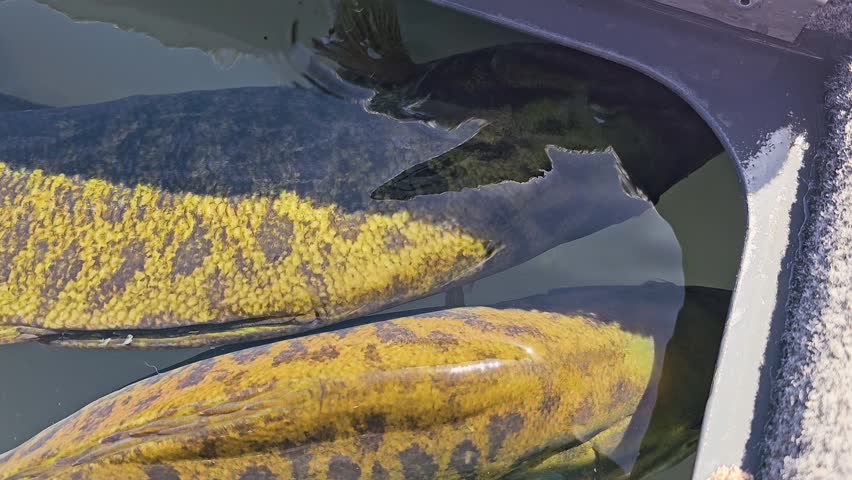 Freshly caught smallmouth bass move through clear boat live well water, showing bronze scales, ripples, oxygen bubbles, and careful catch storage before release or weigh in.