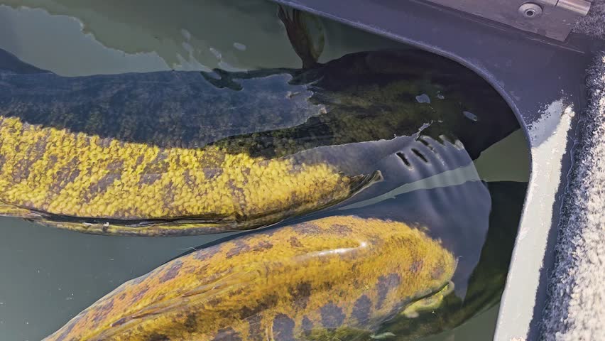 Two smallmouth bass swim side by side in an aerated live well, showing bronze bodies, water reflections, and bass boat storage before release or weigh in.
