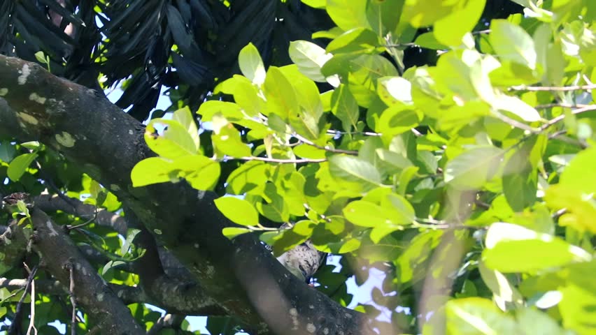Small bird preening feathers while perched on thick tree branch among green leaves