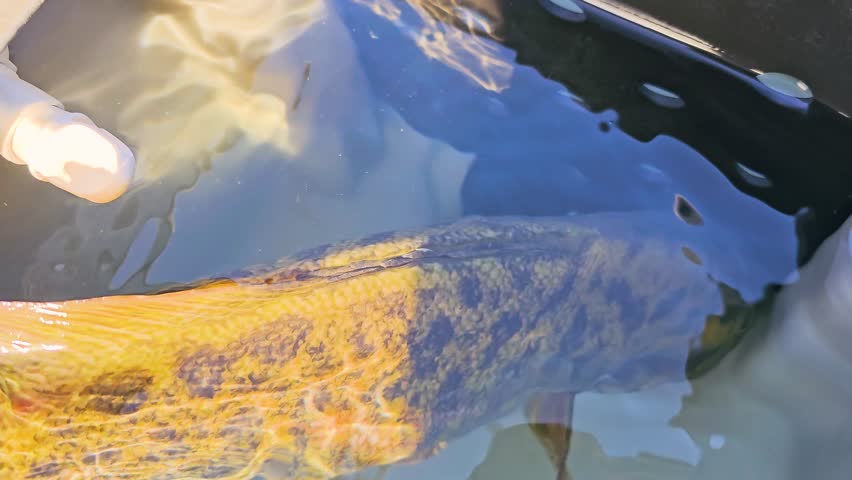 Bass boat live well holds a smallmouth bass in clear water, with sunlight on scales, red drain fitting, and carpeted deck edges during freshwater fishing.