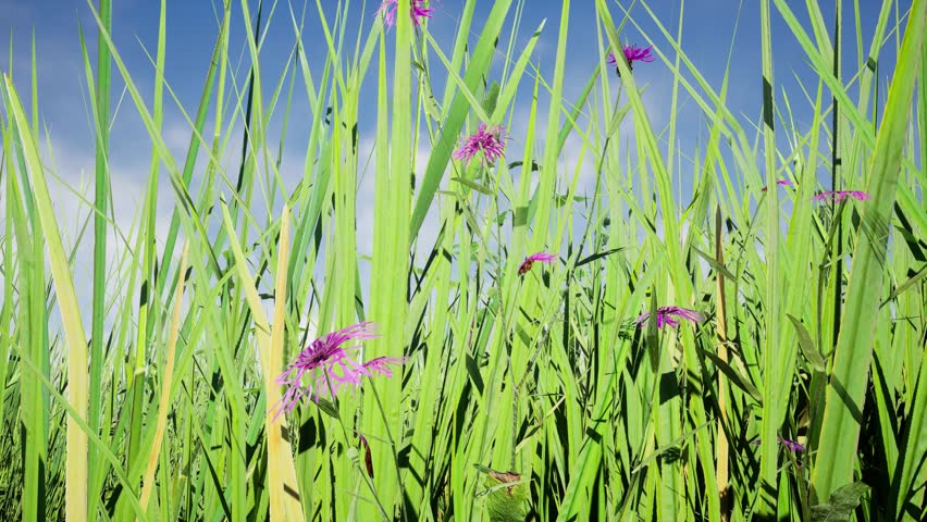 Low Angle View Of Tall Green Meadow Grass And Purple Wildflowers Under Blue Sky