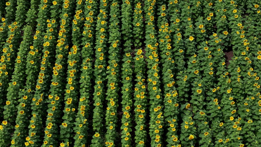 Rows of vibrant sunflowers grow in a vast agricultural field captured from an aerial perspective during a bright summer day.
