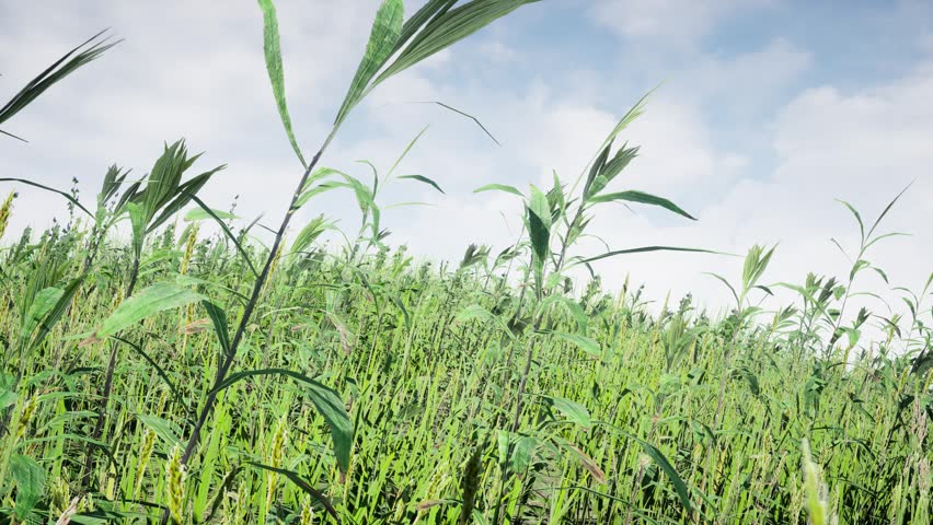 Low-angle View of Tall Green Grass Under a Clear Sky With Gently Swaying In A Mild Breeze