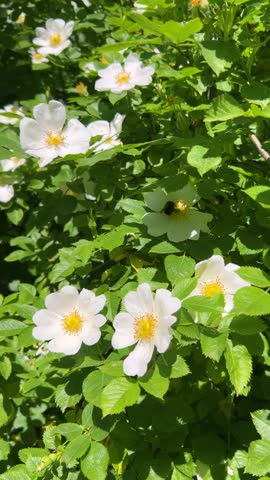 A bumblebee collects nectar from a blooming white wild rose flower in the garden. A close-up shot shows an insect pollinating a white rosa canina flower in bright sunlight. The worker bee sits on the core of a white dog rose blossom surrounded by green leaves. Vertical orientation capture of a bee gathering pollen from a white rosehip flower in summertime. Vertical video.