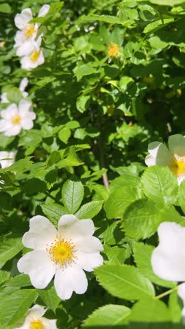 A bumblebee collects nectar from a blooming white wild rose flower in the garden. A close-up shot shows an insect pollinating a white rosa canina flower in bright sunlight. The worker bee sits on the core of a white dog rose blossom surrounded by green leaves. Vertical orientation capture of a bee gathering pollen from a white rosehip flower in summertime. Vertical video.