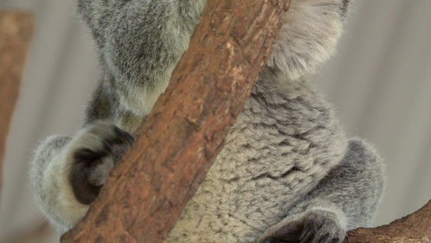 Close-up of a wild koala clinging to a branch in Nelson Bay, Australia.