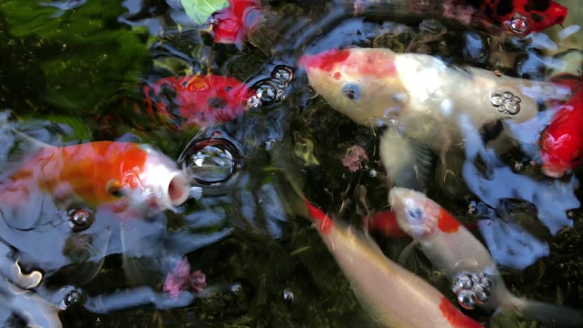 beautiful koi fish in the pond
