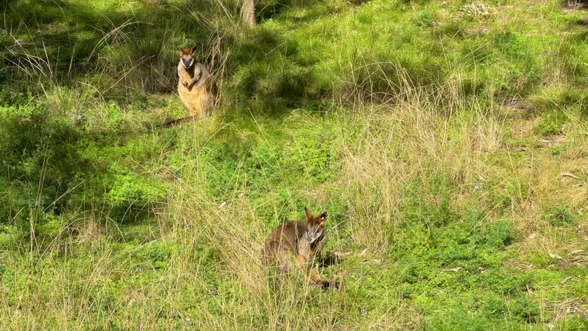 Wide shot of two swamp wallabies standing and resting in sunlit grass in Dubbo, Australia.