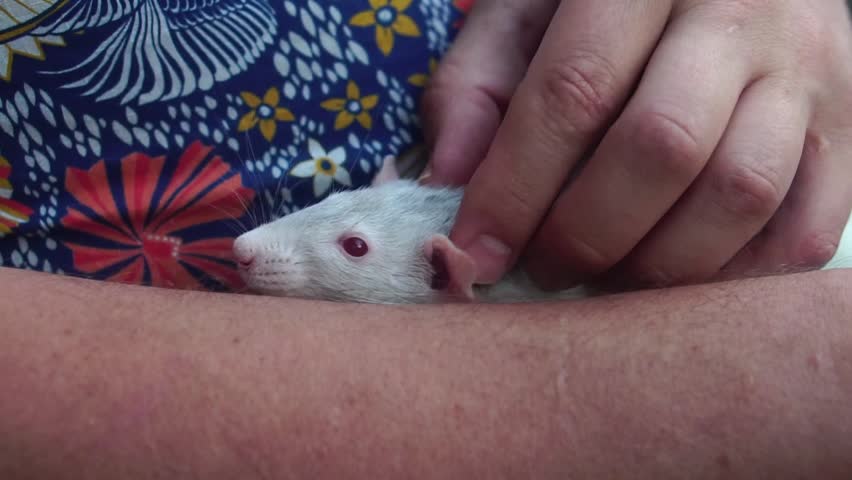 Cute white pet rat with red eyes peeks out from a man’s hands and sniffs the air, moving its whiskers. The man gently strokes the rat’s head with his thumb. He wears a bright patterned shirt with floral and bird motifs. The scene is softly lit and shows a close-up of human–animal interaction.