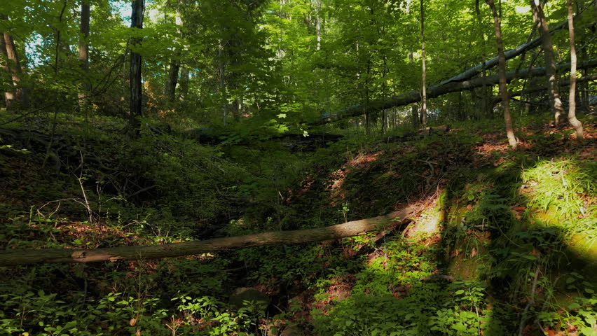 Pull Back Shot of Fallen Trees and Green Foliage in Forest Gully in Summertime, Wisconsin