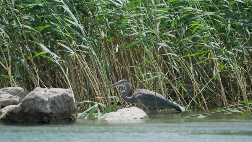 Heron stands and moves at water