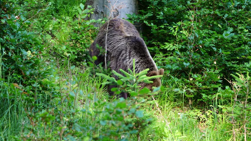 Close Encounter with a Brown Bear (Ursus arctos) in the Malá Fatra Mountains, Slovakia