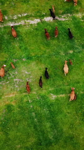 Outdoor, farm and aerial of cows in field for agriculture, sustainability and free range animals. Nature, countryside and cattle herd with grass for grazing, health and ranch for dairy production