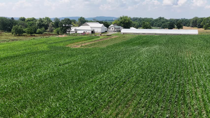 Curving cornfield rows surround white barn plus greenhouse hoop houses on family farm, rolling hills plus distant silos stretching across Donegal Creek, Pennsylvania. Aerial drone rising wide shot