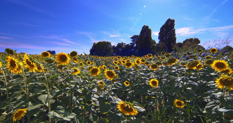 Fantastic field of sunflowers in summer