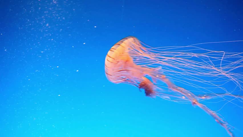 A striped Japanese sea nettle jellyfish glides through bright blue ocean water with long flowing tentacles