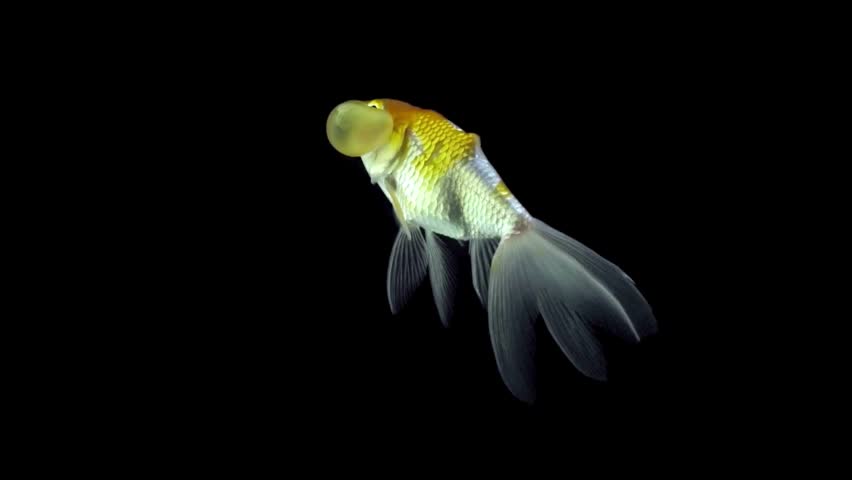 A unique bubble eye goldfish with delicate translucent fins swimming gracefully against a black background
