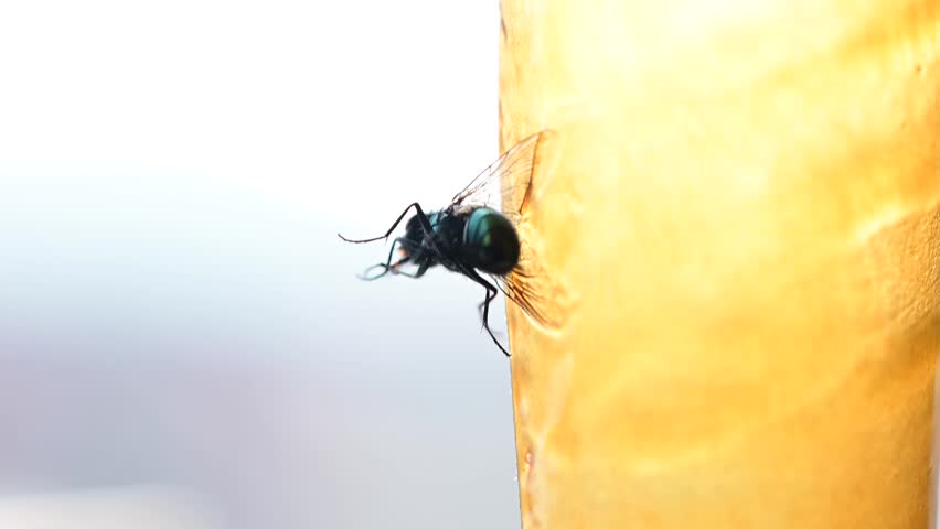 Fly glue trap macro copy space image, macro close up abstract video, of a fly trapped in the glue trap, still alive and moving
