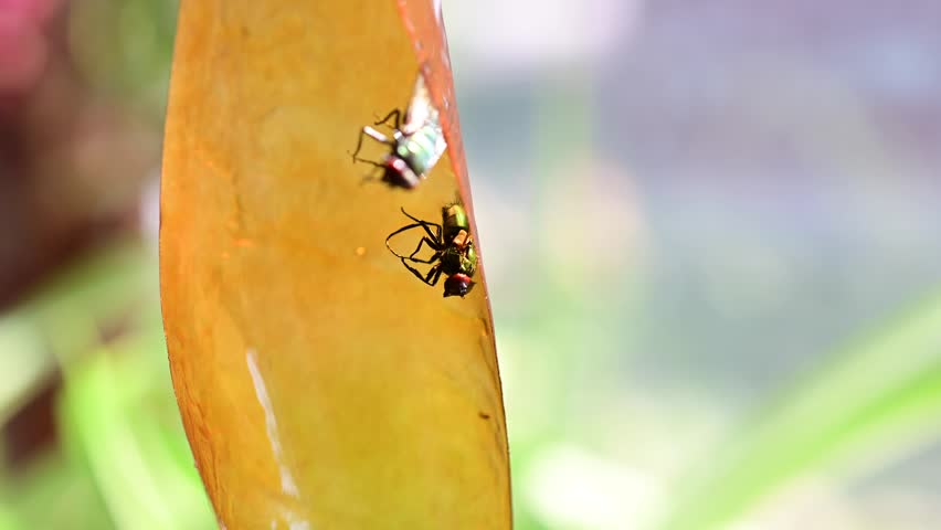 Fly glue trap macro copy space image, macro close up abstract video, of a fly trapped in the glue trap, still alive and moving