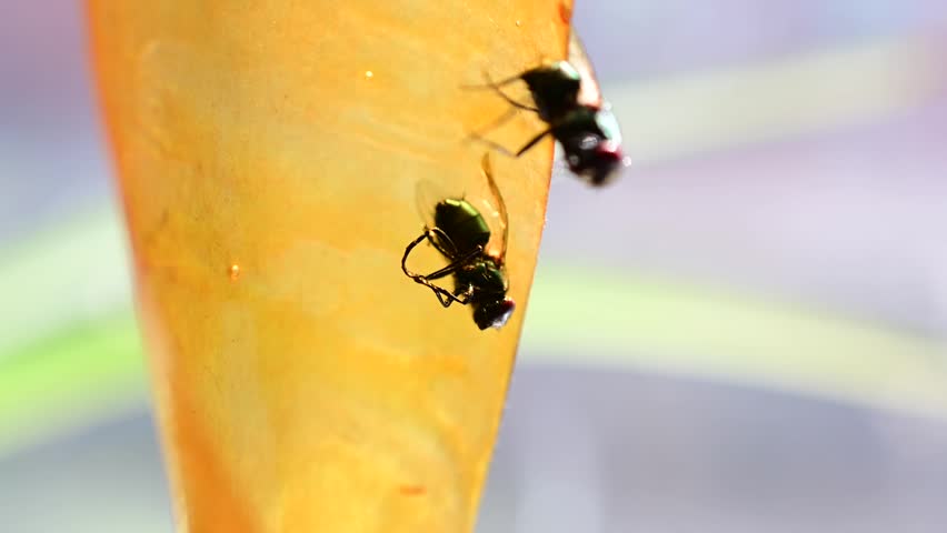 Fly glue trap macro copy space image, macro close up abstract video, of a fly trapped in the glue trap, still alive and moving