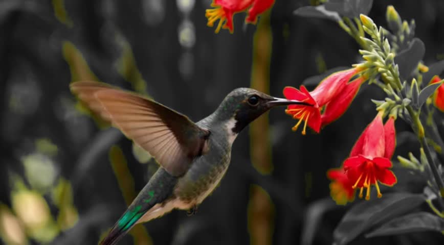 A hummingbird in flight, flapping its wings while sipping nectar from a bright red flower. Using the "color splash" or selective color photography technique, the bird and the flower are rendered in sharp, contrasting natural colors.