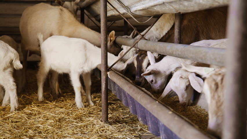 Adult domestic goats and a cute white baby kid feeding on dry grain from a long trough inside a rustic agricultural barn