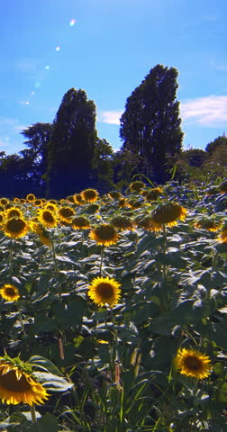 Relaxing landscape in a sunflower field