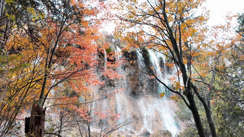 Scenery Jiuzhaigou national park in Sichuan, China. Beautiful of Nuorilang Waterfall in Autumn season. Famous Landmark and Vacation near Chengdu, China. Asia travel concept 