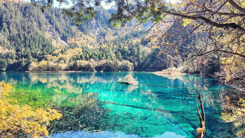 Scenery Jiuzhaigou national park in Sichuan, China. Beautiful Five Flower Lake in Autumn season. Famous Landmark and Vacation near Chengdu, China. Asia travel concept 