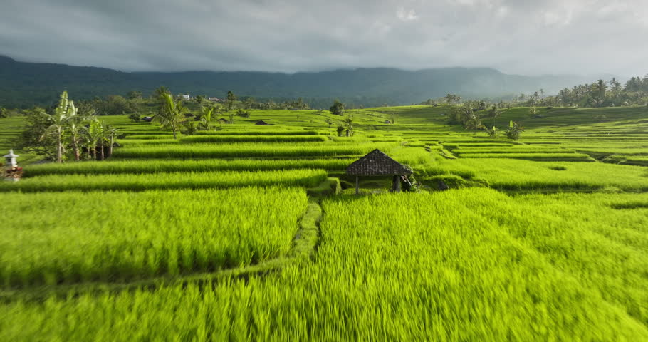 Sustainable agriculture and rural landscape, vibrant green rice terraces with traditional hut, farming and travel destination, Bali, Indonesia. Low angle drone flight over beautiful sunset landscape