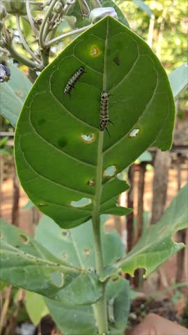 Close up of two monarch butterfly caterpillars on a green leaf, with the larger one actively turning its head and looking around outdoors.