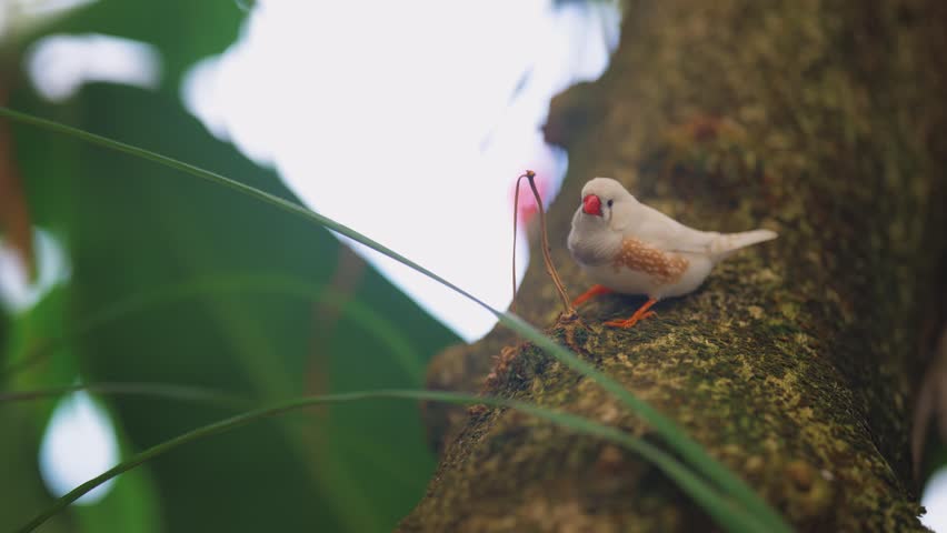 Medium shot of a male Zebra Finch perched on a thick textured tree trunk covered in moss, moving fast against a blurred background