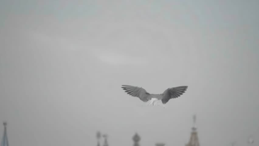 Elegant common tern in mid-flight over a quiet river with soft blurred city architecture and lush green trees in the background under an overcast sky.