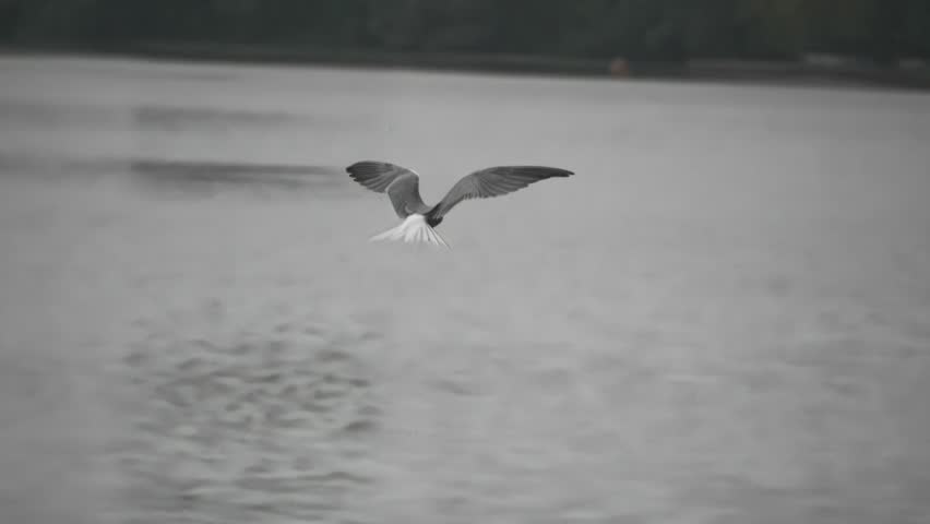 Cinematic black and white video of a common tern bird flying low over a river, capturing the elegance of wildlife in monochrome.