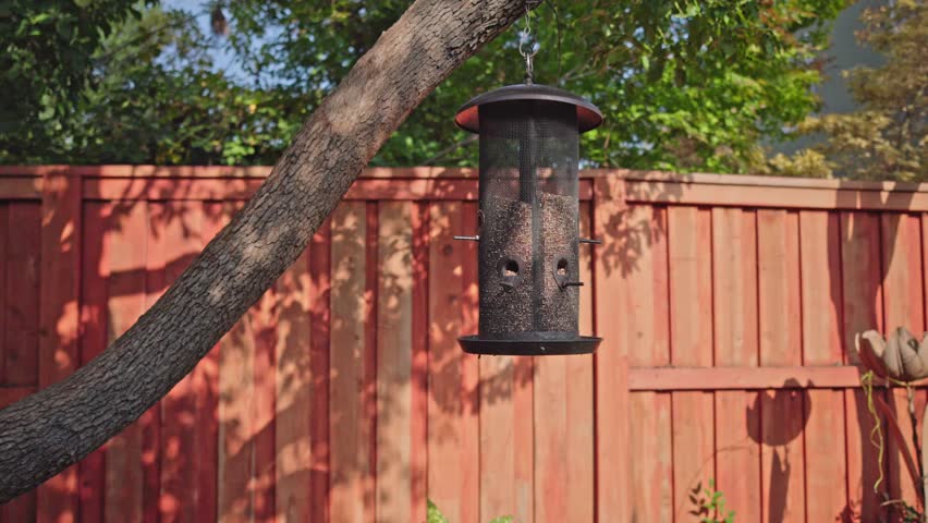 A curious squirrel clings to a tree beside a hanging bird feeder, watching for a chance to grab seeds in a warm, sunlit backyard setting