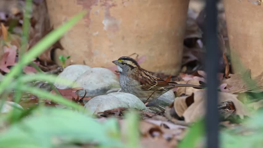 A footage of White-throated Sparrow, Northern mockingbird American Robin in the forest eating and flying