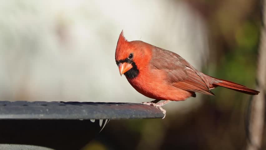 A bright red male Northern Cardinal (Cardinalis cardinalis) stands on a feeder edge, its vivid plumage glowing against a blurred backdrop
