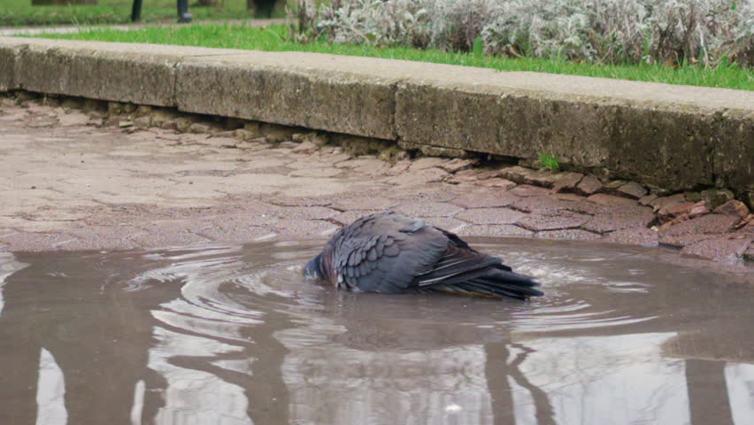 A pigeon energetically bathes in a puddle, splashing water and creating dynamic motion
