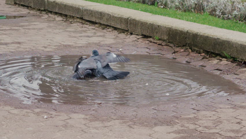 A pigeon energetically bathes in a puddle, splashing water and creating dynamic motion